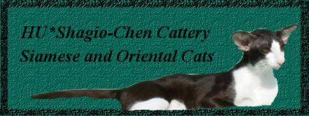 HU*Shagio-Chen cattery
